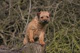 BORDER TERRIER 107
